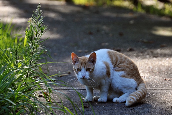 太田区のねこ