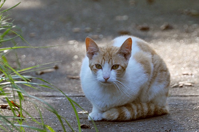 太田区のねこ