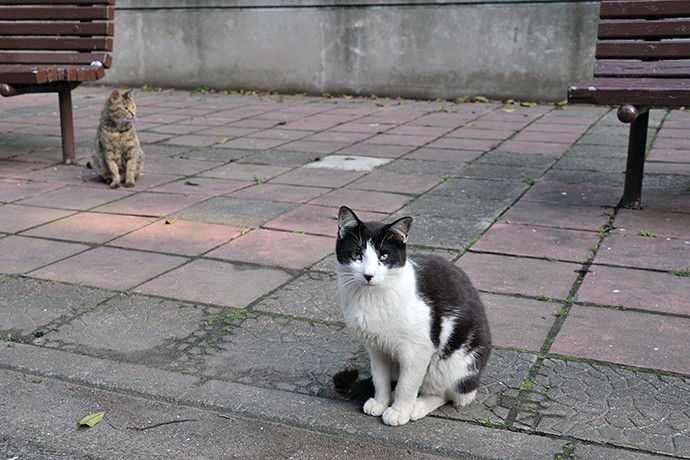 太田区のねこ