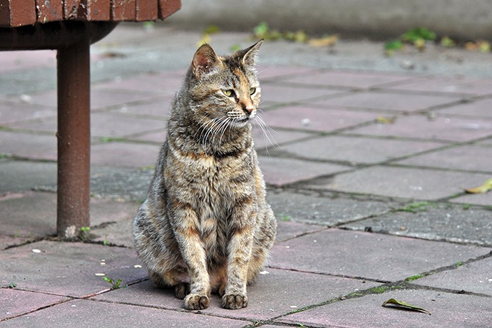 太田区のねこ