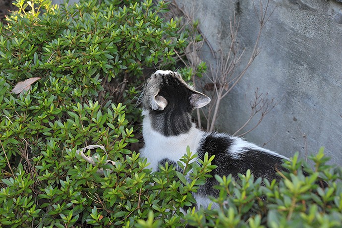 太田区のねこ