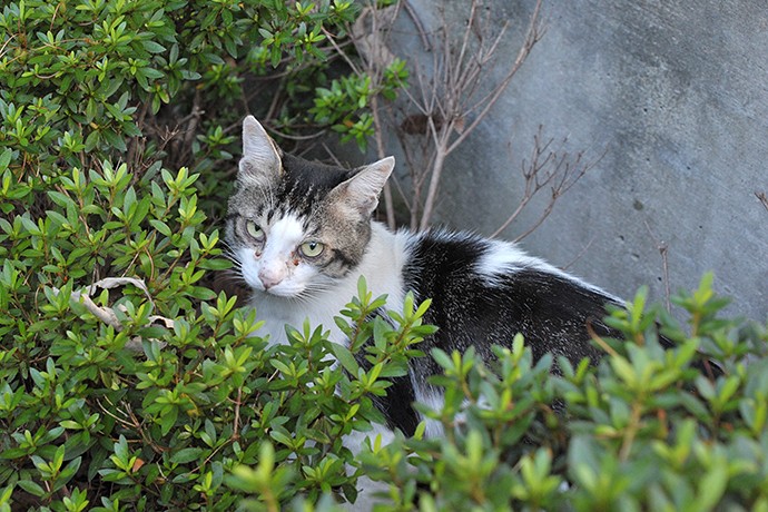 太田区のねこ