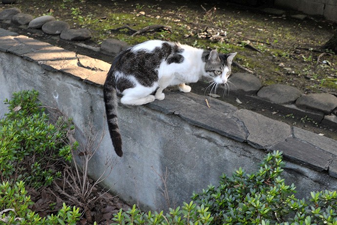 太田区のねこ