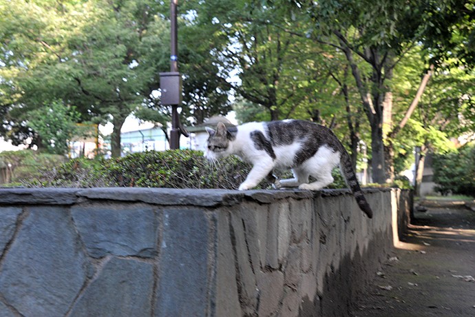 太田区のねこ