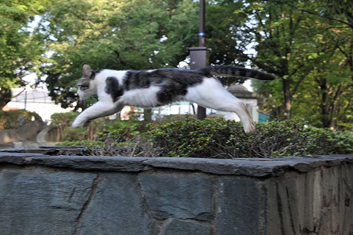 太田区のねこ