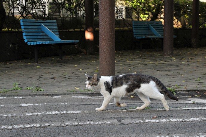 太田区のねこ