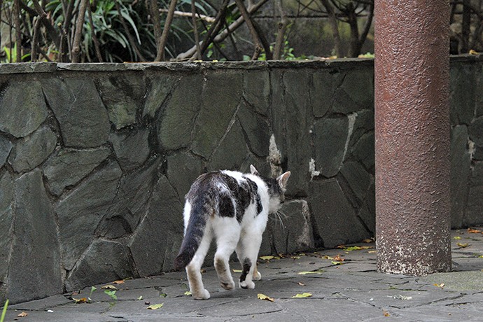 太田区のねこ