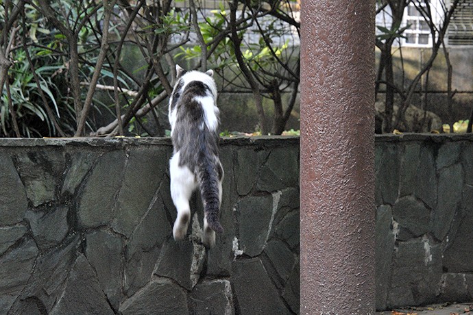 太田区のねこ