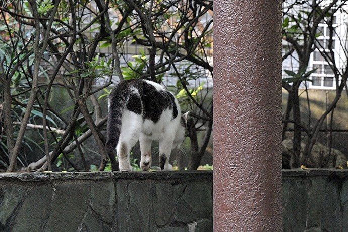 太田区のねこ