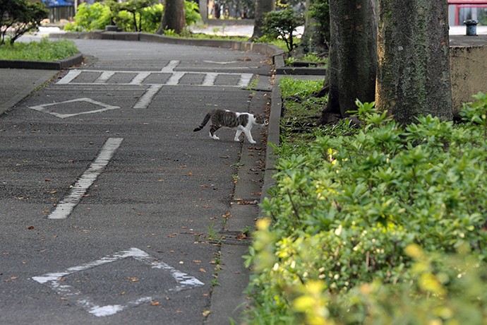 太田区のねこ