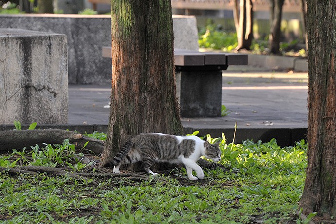 太田区のねこ