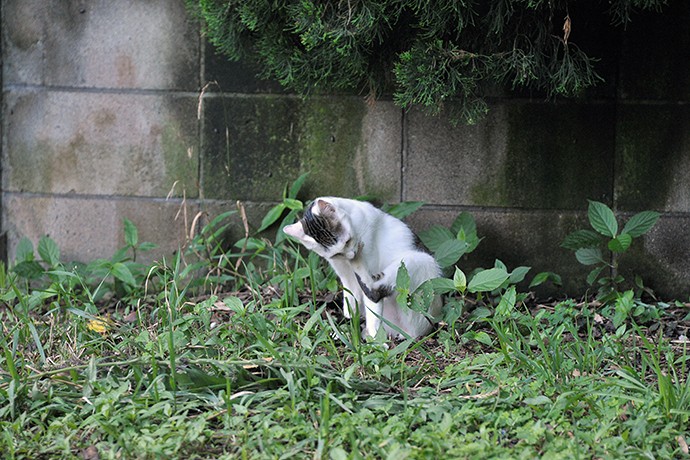 太田区のねこ