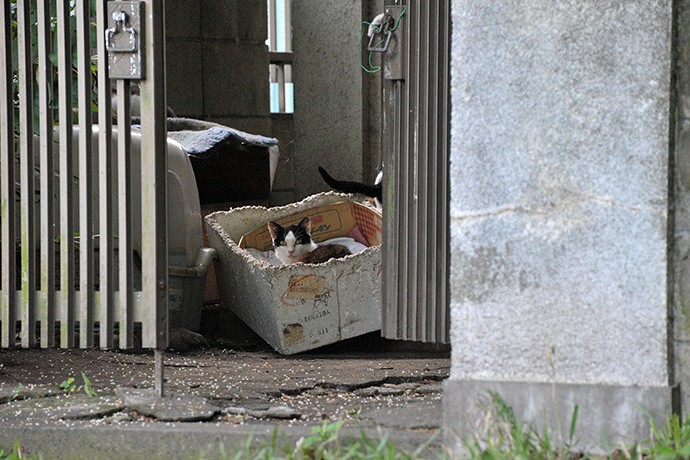 太田区のねこ