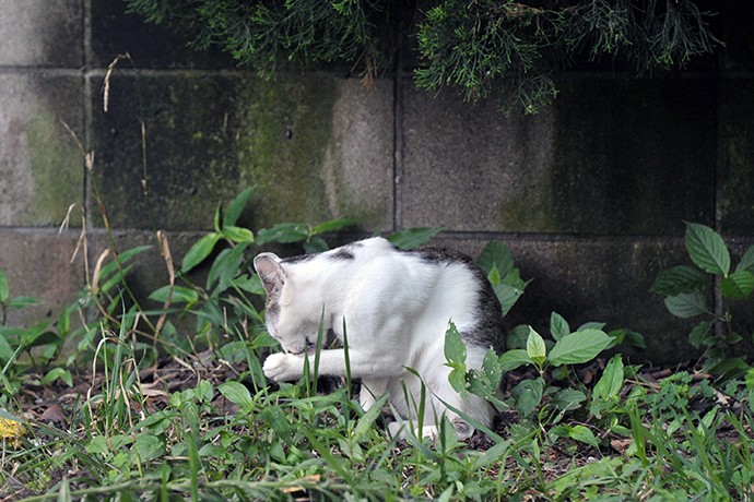 太田区のねこ