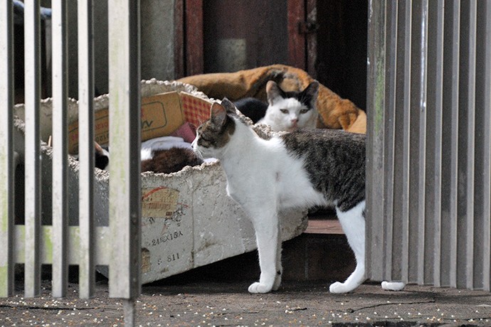 太田区のねこ