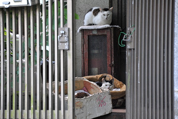 太田区のねこ