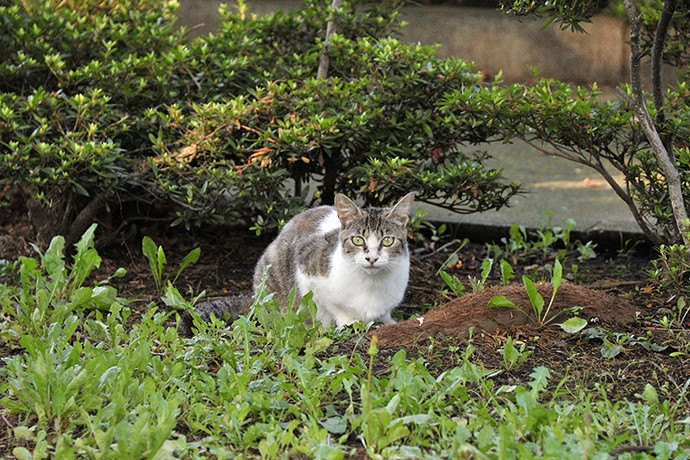 太田区のねこ