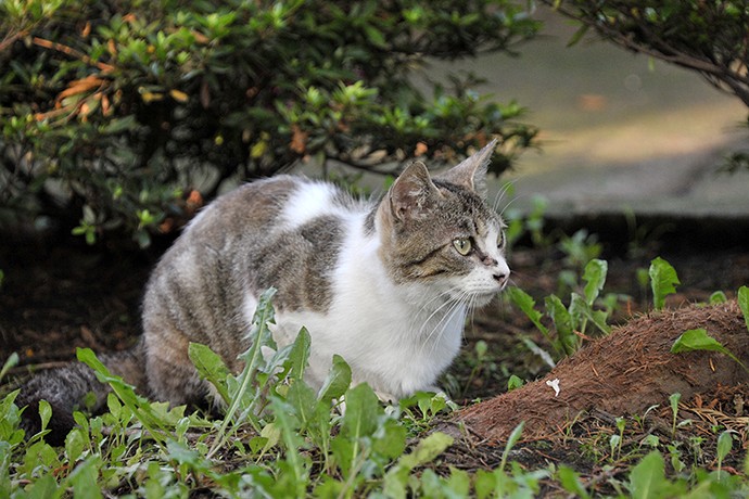 太田区のねこ