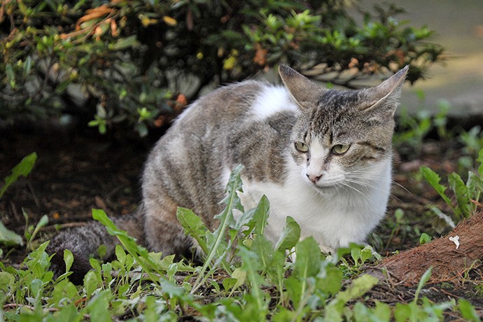 太田区のねこ