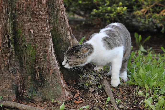 太田区のねこ