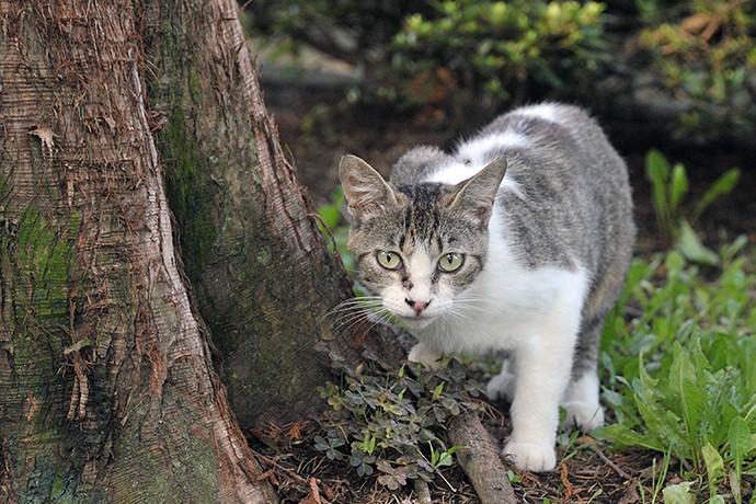 太田区のねこ