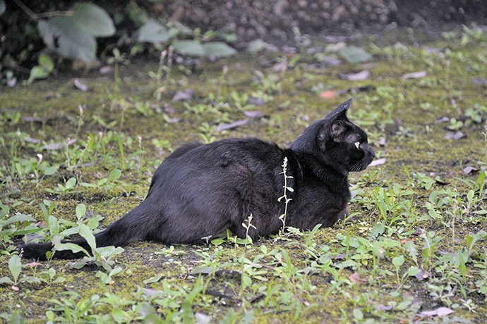 太田区のねこ