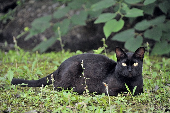 太田区のねこ