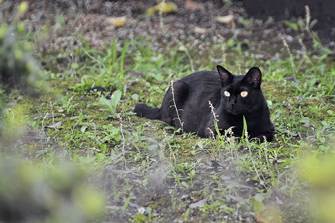 太田区のねこ