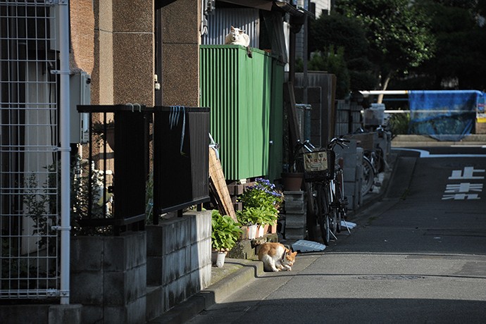 太田区のねこ