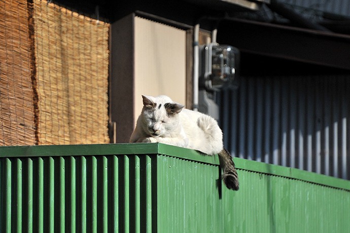 太田区のねこ