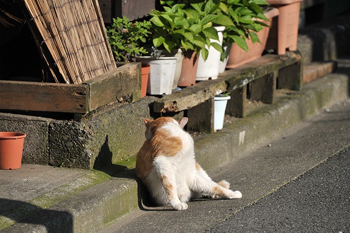 太田区のねこ