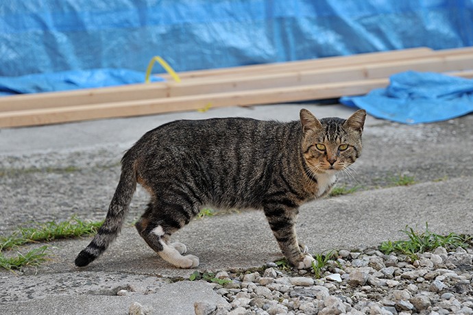 太田区のねこ