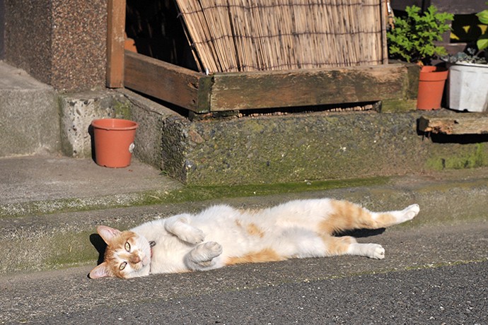 太田区のねこ