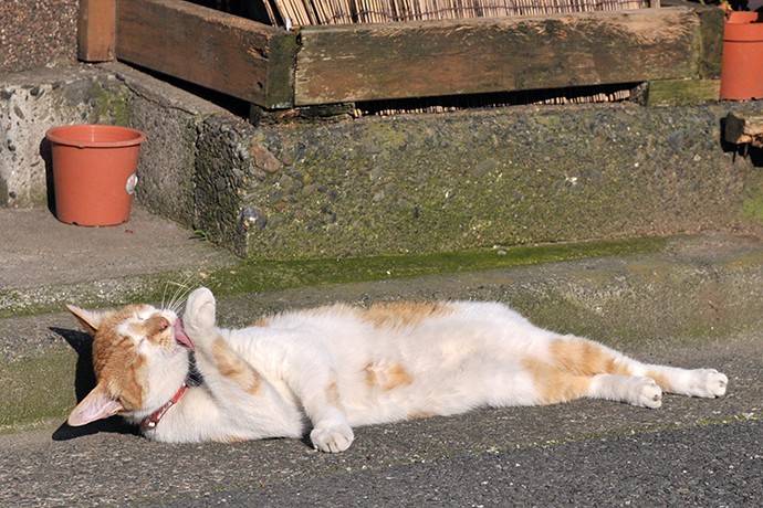 太田区のねこ