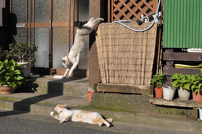 太田区のねこ