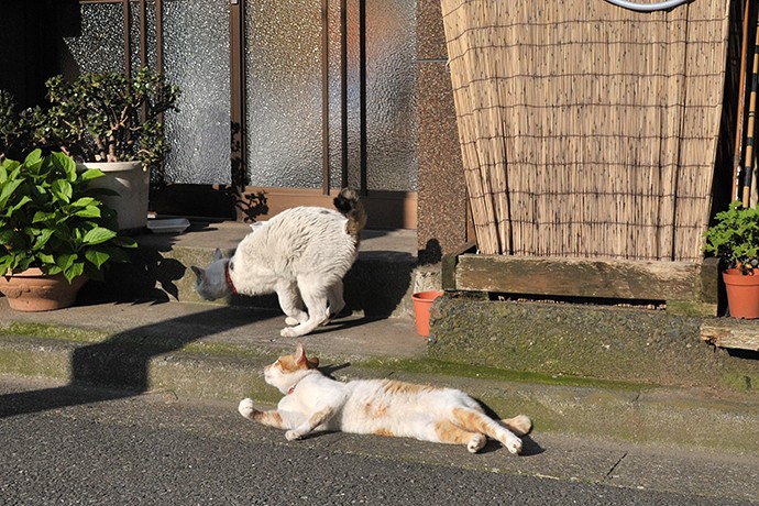 太田区のねこ