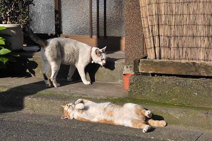 太田区のねこ