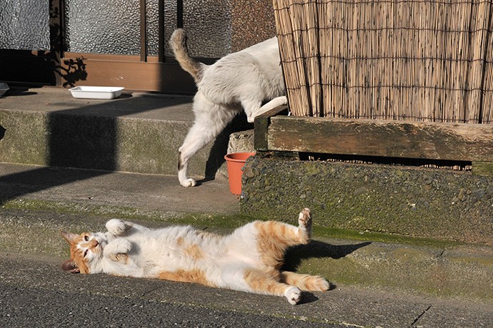 太田区のねこ