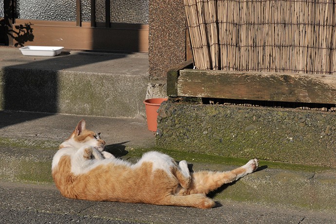 太田区のねこ