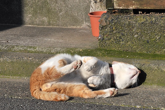 太田区のねこ