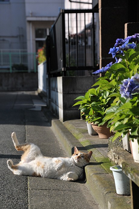 太田区のねこ