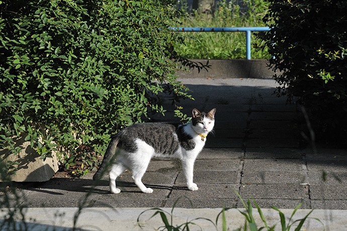 太田区のねこ