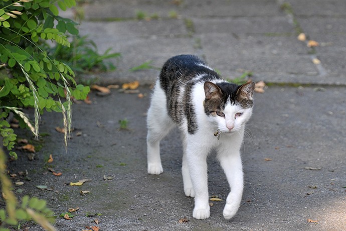 太田区のねこ