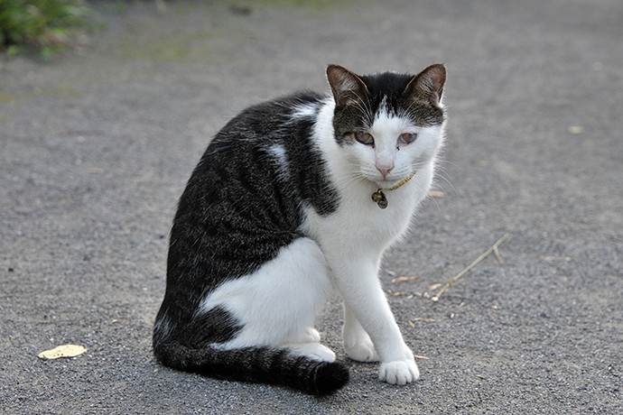 太田区のねこ