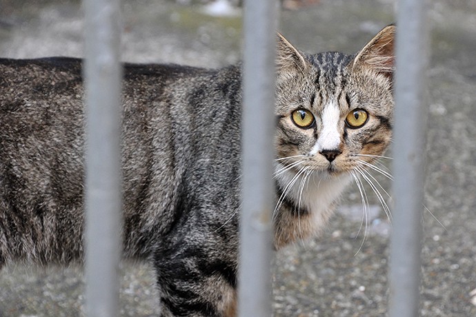 太田区のねこ