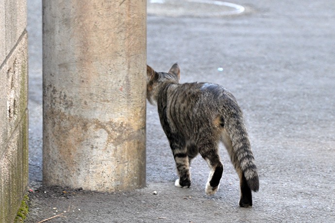 太田区のねこ