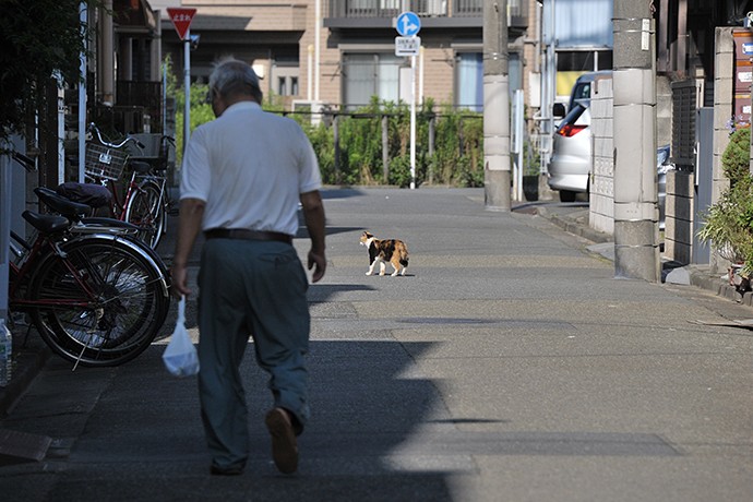 太田区のねこ