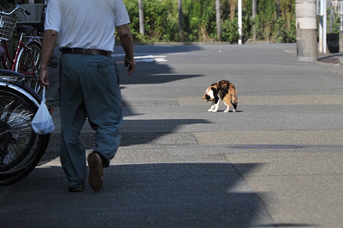 太田区のねこ