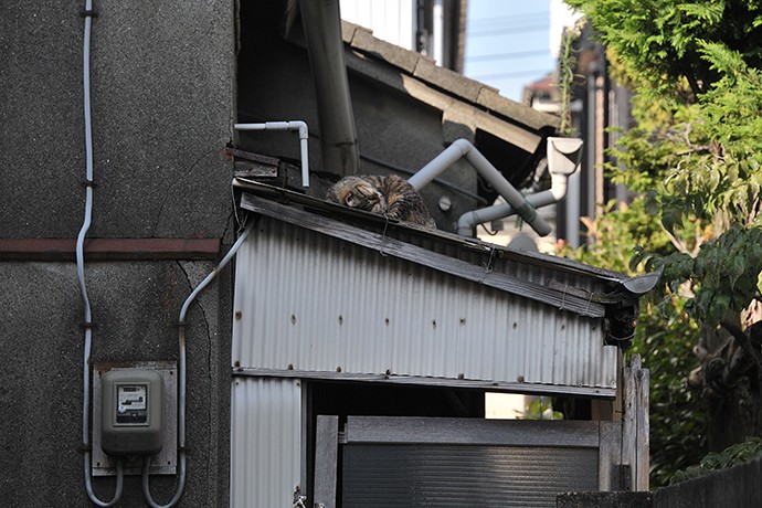 太田区のねこ