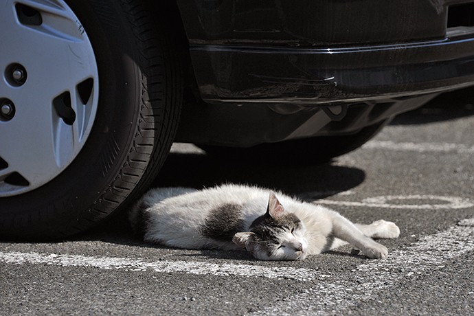 太田区のねこ